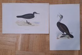 2 antike Vogeldrucke Cormorant & Dusky Petrel