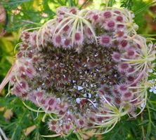 Fiore selvatico Daucus Carota dettaglio semi