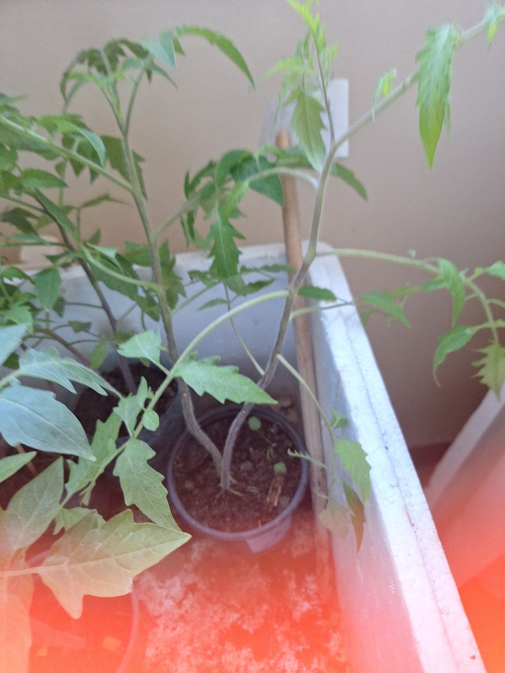 Piante & sementi: Plants variés tomates.courgettes.cardons – Nuovo e nell'imballaggio originale da Genève venduto da Cristin1 1