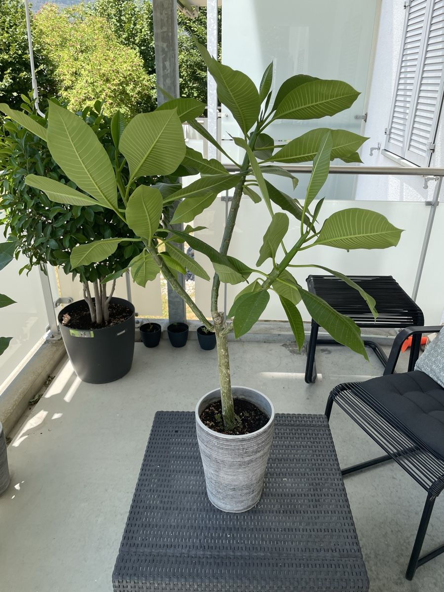 Pflanzen & Samen: Plumeria Frangipani Nr. 3 – Gebraucht aus Ipsach von takacseni
