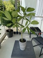 Plumeria Frangipani Nr. 3