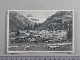 Lötschental, Gletscherstafel, Kühe