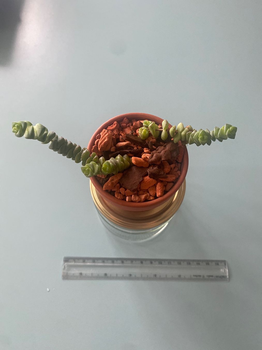 Piante & sementi: Felsendickblatt Sukulente ' Crassula' Baby – Nuovo (secondo la descrizione) da Zürich venduto da echt01