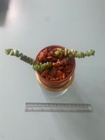 Felsendickblatt Sukulente ' Crassula' Baby