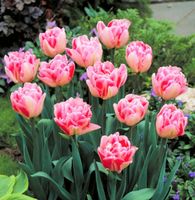 TULIPA FOXTROT : 8 Zwiebeln + Infos wie keimen & pflegen