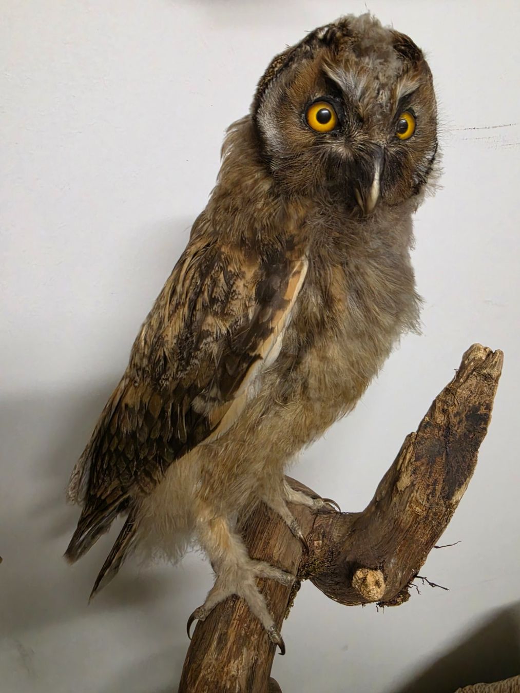 Il mondo degli animali: Präparat Waldohreule – Usato da Oberrindal venduto da Ketupu