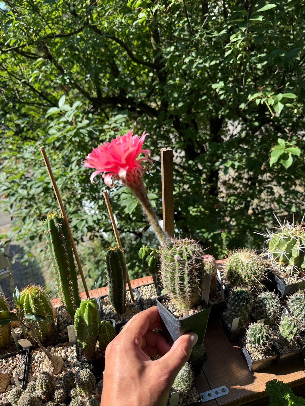 Plantes & graines: Echinopsis Schick-Hybrid – D'occasion à Rorbas par SimS0n 2