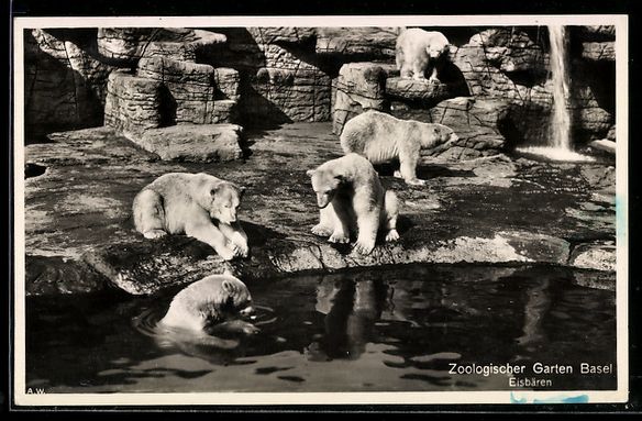 Cartoline postali: AK Basel, Zoologischer Garten, Eisbären – Usato da Berlin venduto da bartko-reher