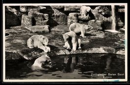 AK Basel, Zoologischer Garten, Eisbären