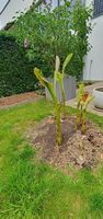 Bananenbaum 10cm bis 120cm und noch grösser