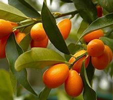 15 Qumquat-Samen “CITRUS JAPONICA”  zum Keimen