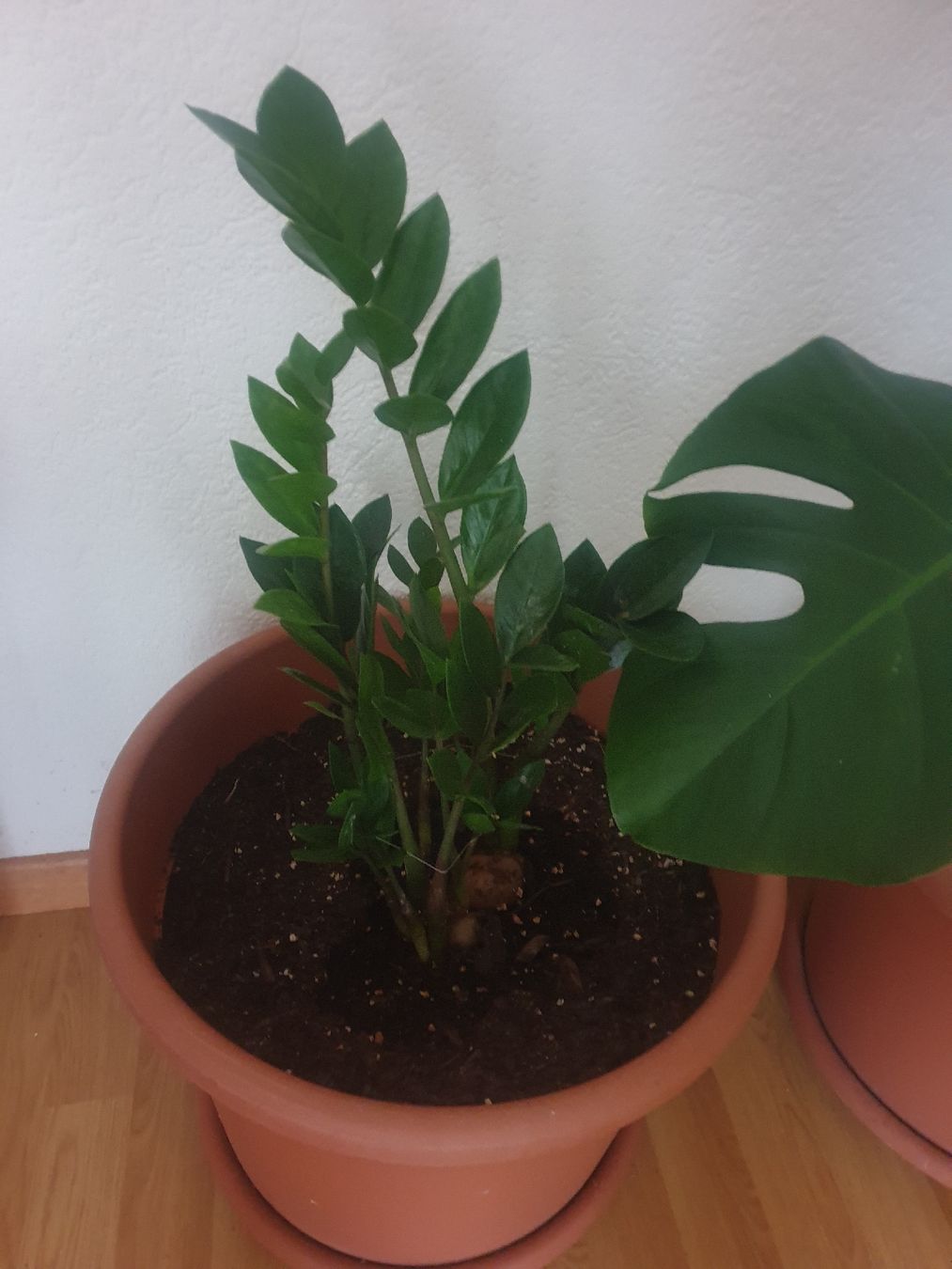 Pflanzen & Samen: piante – Gebraucht aus Ebikon von dom_5pxz 1