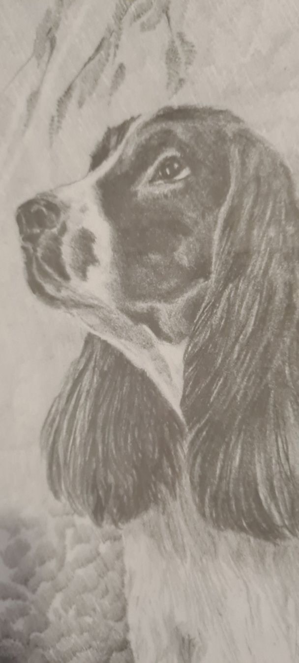 Dipinti: Tableau décoratif chiens Springer Spaniel, encadré, neuf – Nuovo (secondo la descrizione) da Prévondavaux venduto da ama_lwd6 3