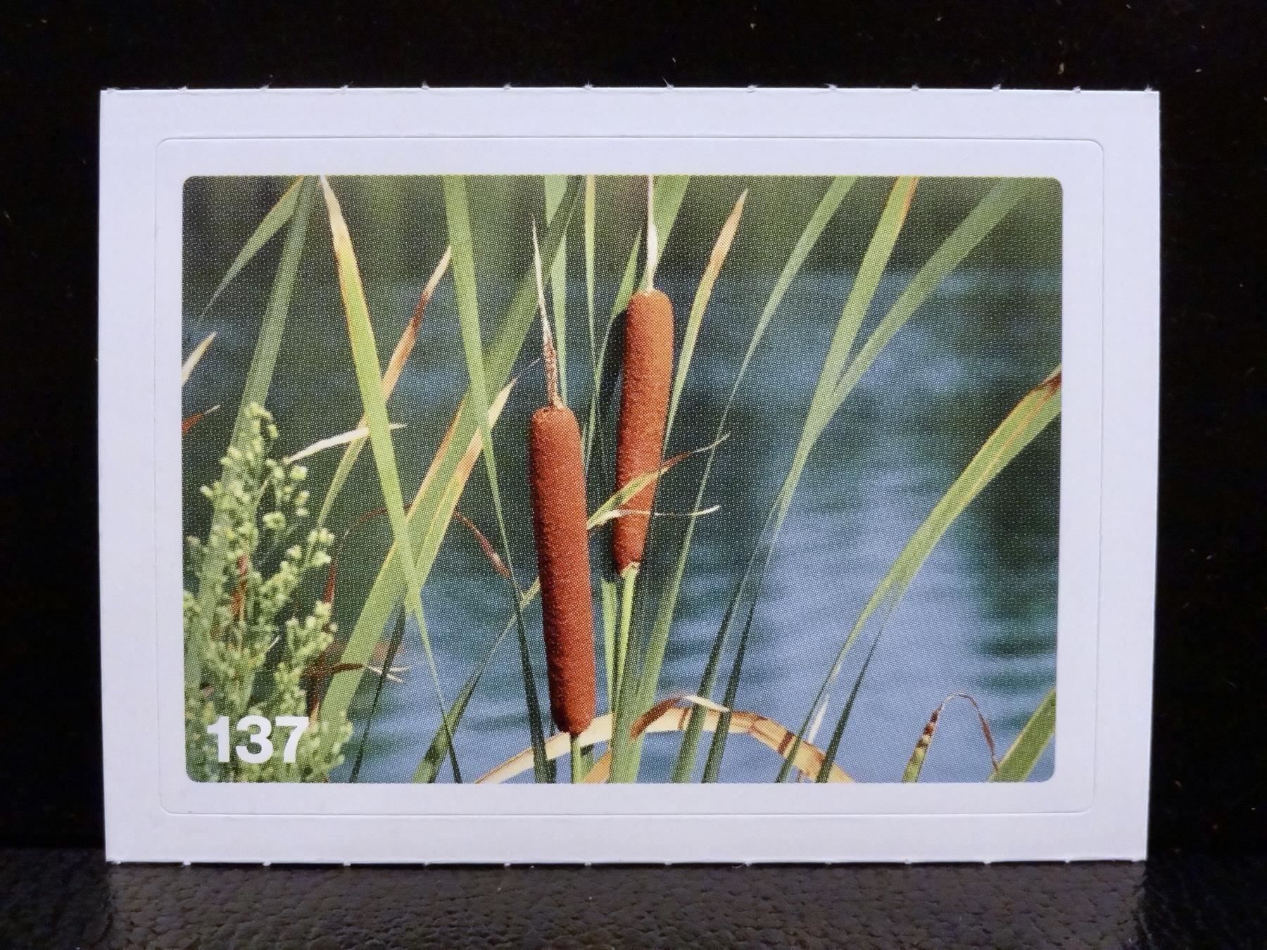 Migros Sammelbilder & Trading cards: MIGROS MANIA Nature Detectives Nr. 137 – Gebraucht aus Kerzers von zimmergruen