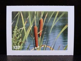 MIGROS MANIA Nature Detectives Nr. 137