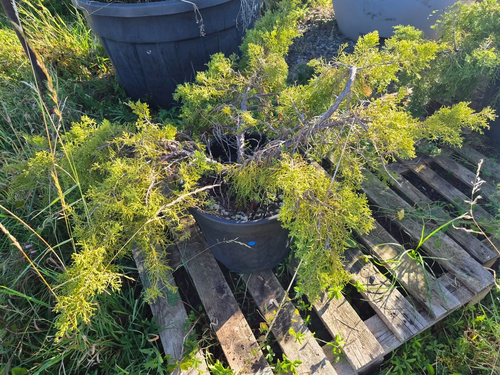 Piante & sementi: Juniperus Media Pfitzeriana Aurea – Usato da Forch venduto da WeberC