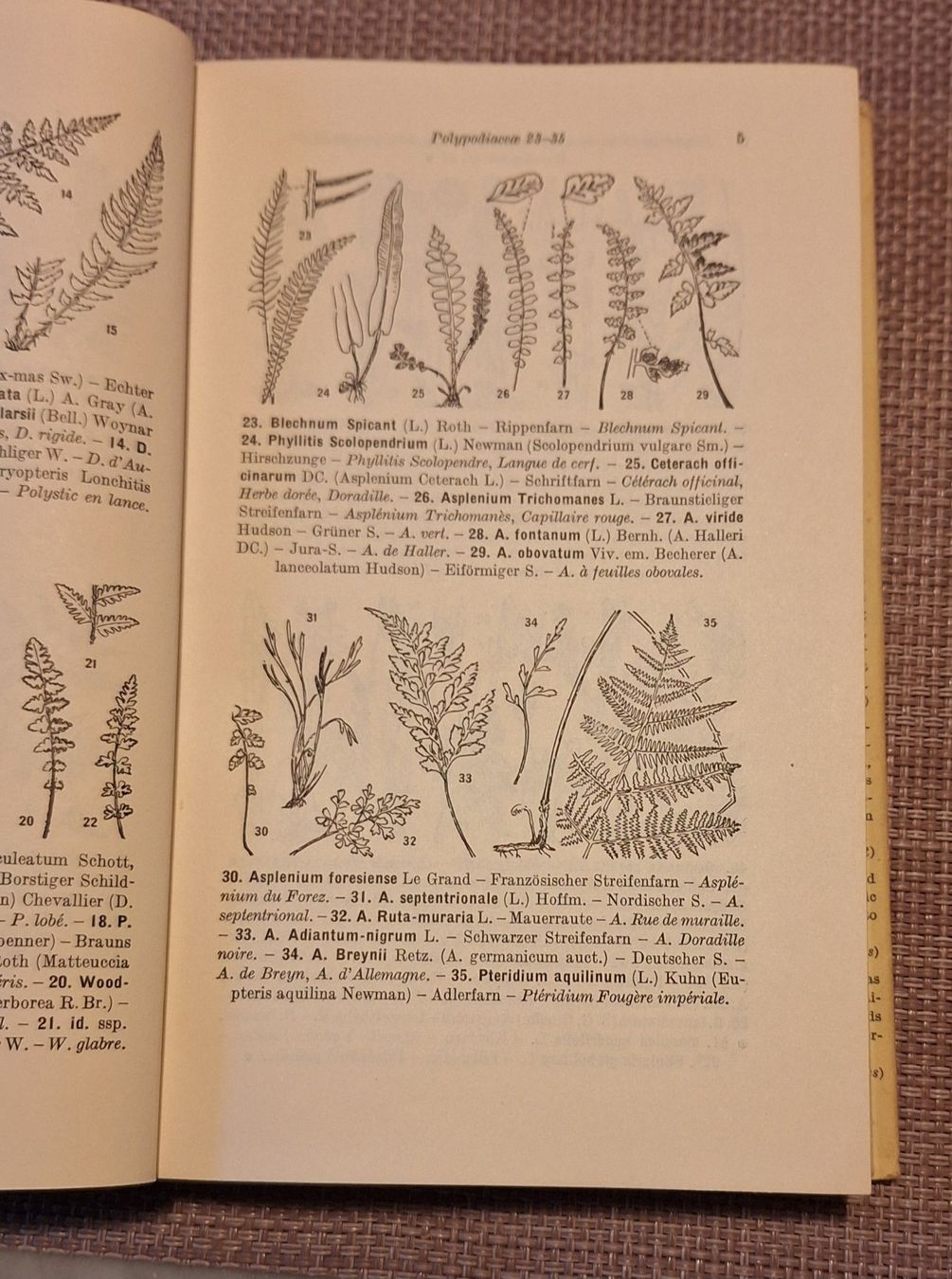 Libri: Taschenatlas der Schweizer Flora – Usato da Grabserberg venduto da Sahara947 3