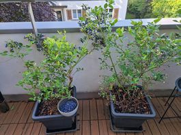 Blueberry Vaccinium Low 2 - Little Blue Wonder