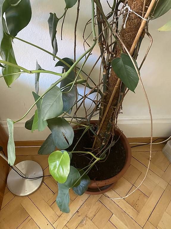 Piante & sementi: Huge Monstera Deliciosa – Nuovo (secondo la descrizione) da Bern venduto da alexjop 3