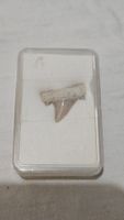Fossiler Haizahn (Otodus obliquus) / 50 Mio. Jahre