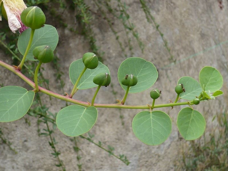 Piante & sementi: Câprier  15-20cm  2 PLANTS – Nuovo (secondo la descrizione) da Bremblens venduto da FIBONACCI369 1