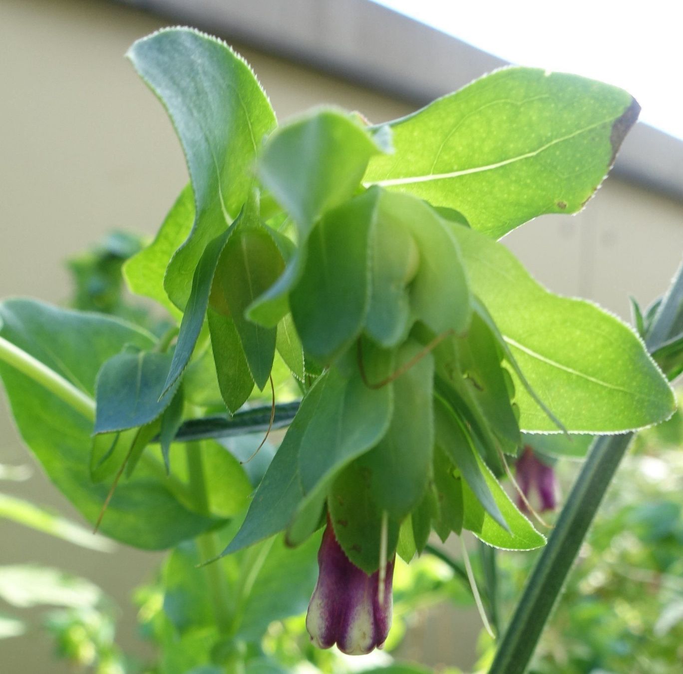 Pflanzen & Samen: Große Wachsblume Purpurascens 10 Samen – Gebraucht aus Schwaderloch von bademeister79 4