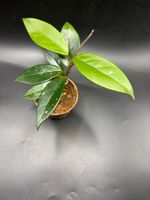 Hoya Carnosa (1-4)