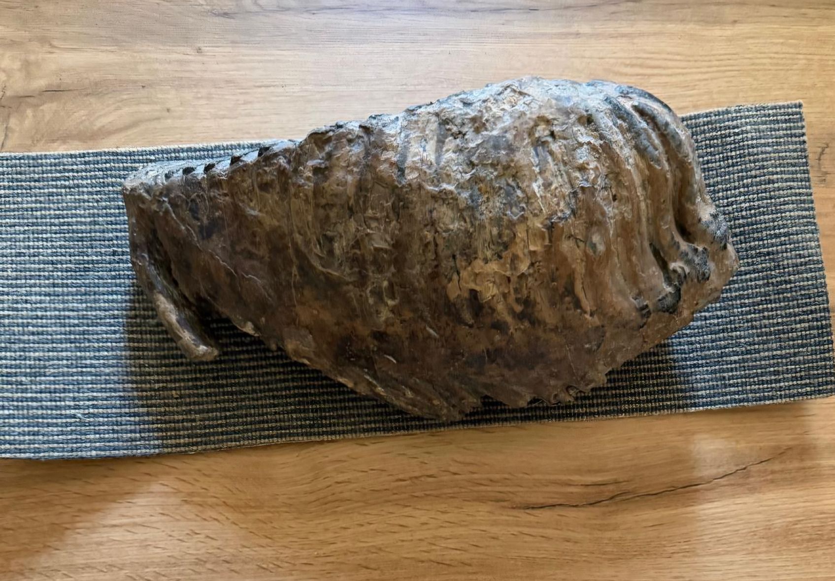Fossili: mammutzähne – Usato da Zurigo venduto da gmi_2t55 5