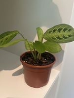 Maranta leuconeura ( Gebetspflanze ) 