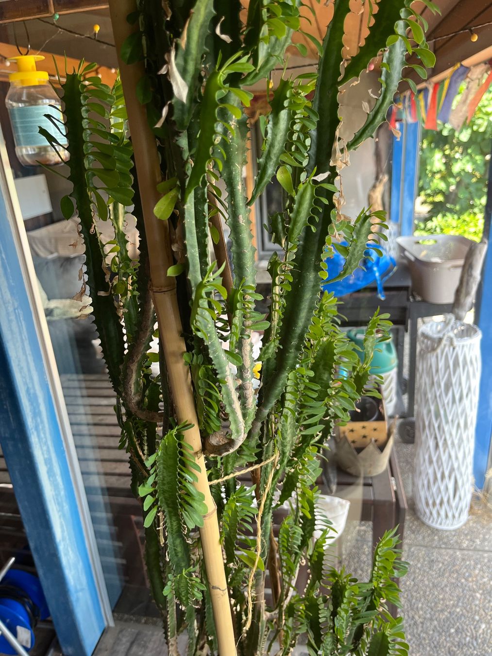 Plantes & graines: Wolfsmilch Kaktus – D'occasion à Lohn-Ammannsegg par nad_nzl8