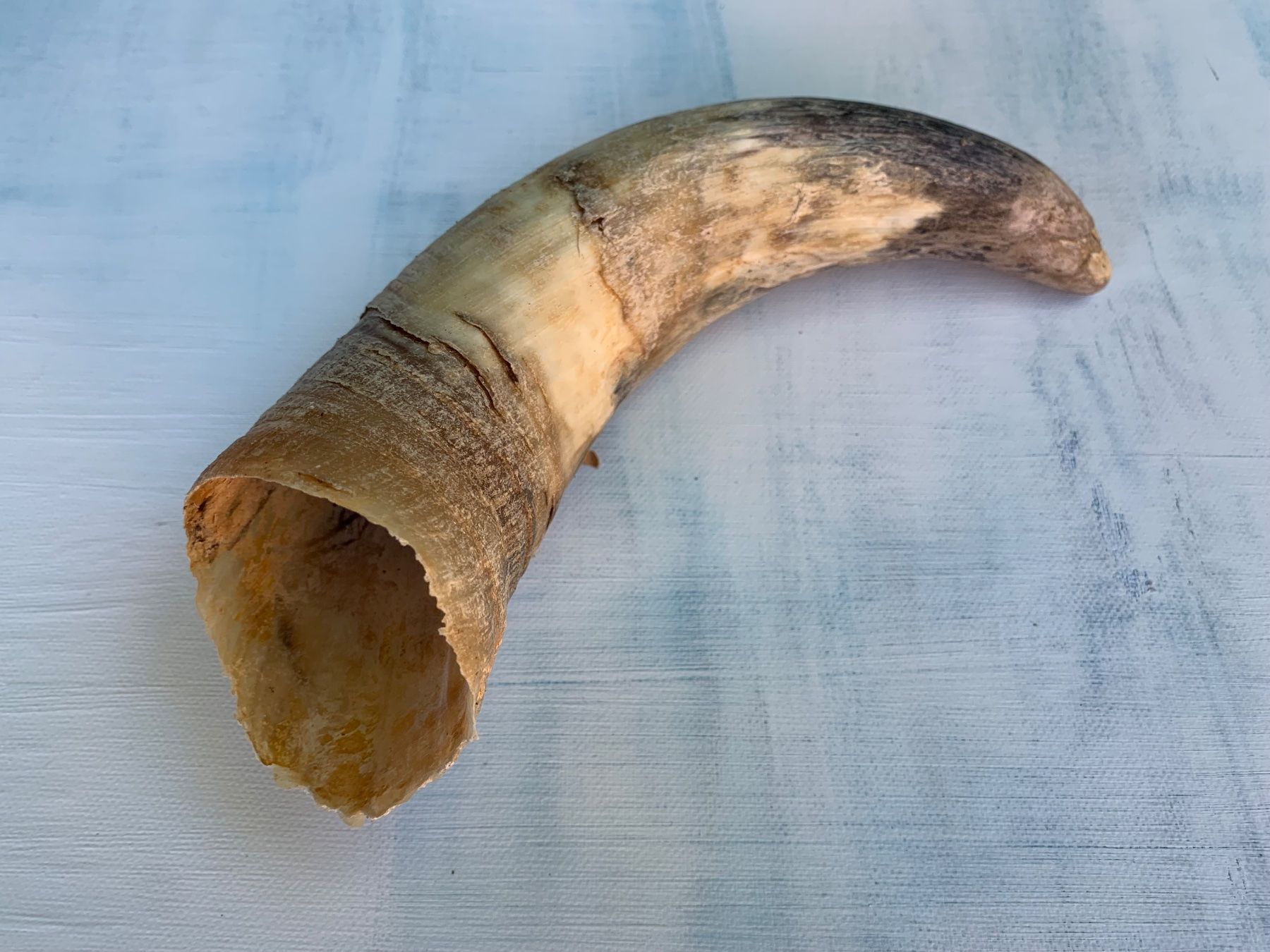 Tutte le decorazioni: Kuhhorn Stierhorn Horn – Usato da Vinelz venduto da Ricardo-Jo 1