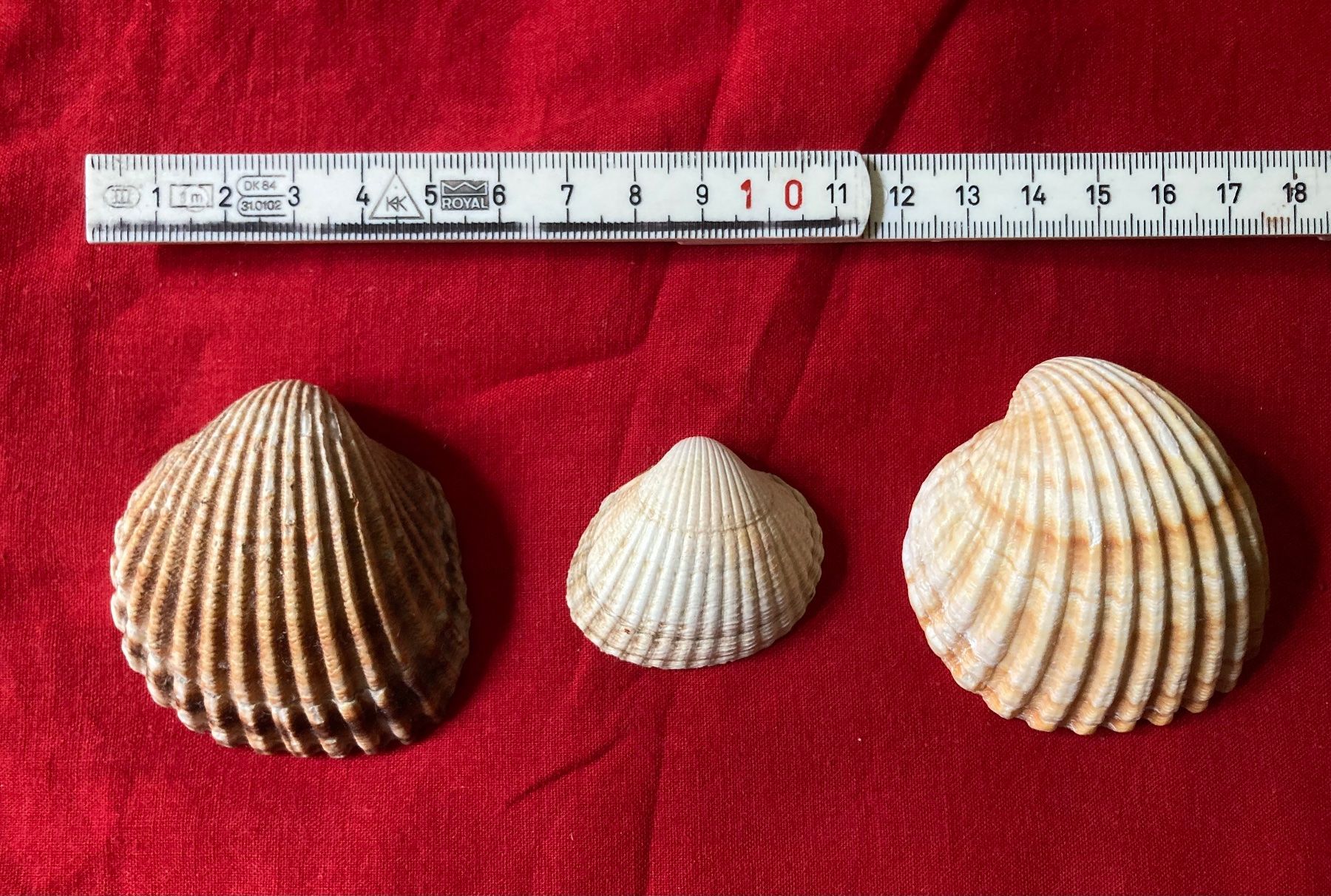 Fossili: 3 kleine Muscheln – Usato da Zürich venduto da Gustavo_Bianco