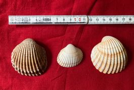 3 kleine Muscheln