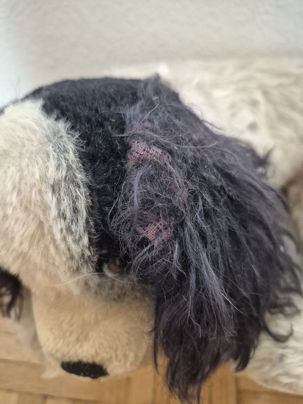 Steiff Spielzeuge: Steiff Hund Cockie – Gebraucht aus Bern von san_kcw5 3