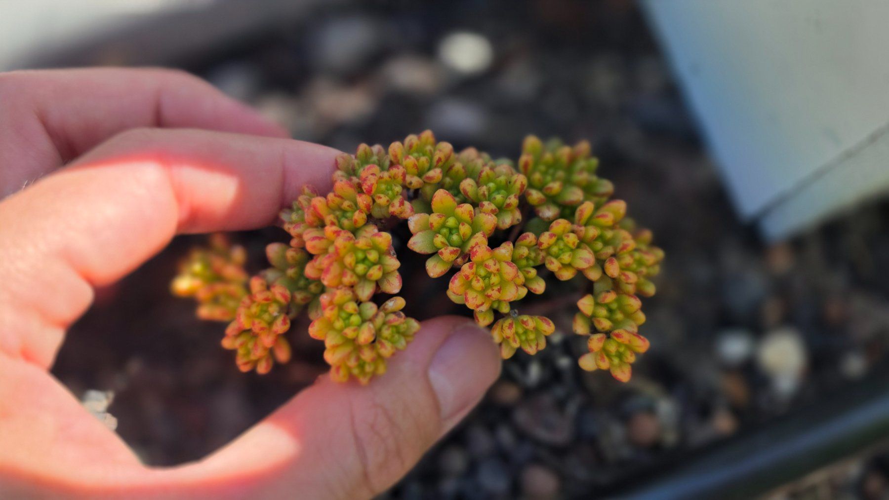 Piante & sementi: Aeonium sedifolium – Nuovo (secondo la descrizione) da Zürich venduto da The_Plant_Wizard 2