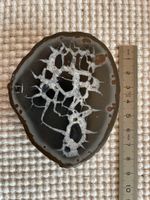 Septarie