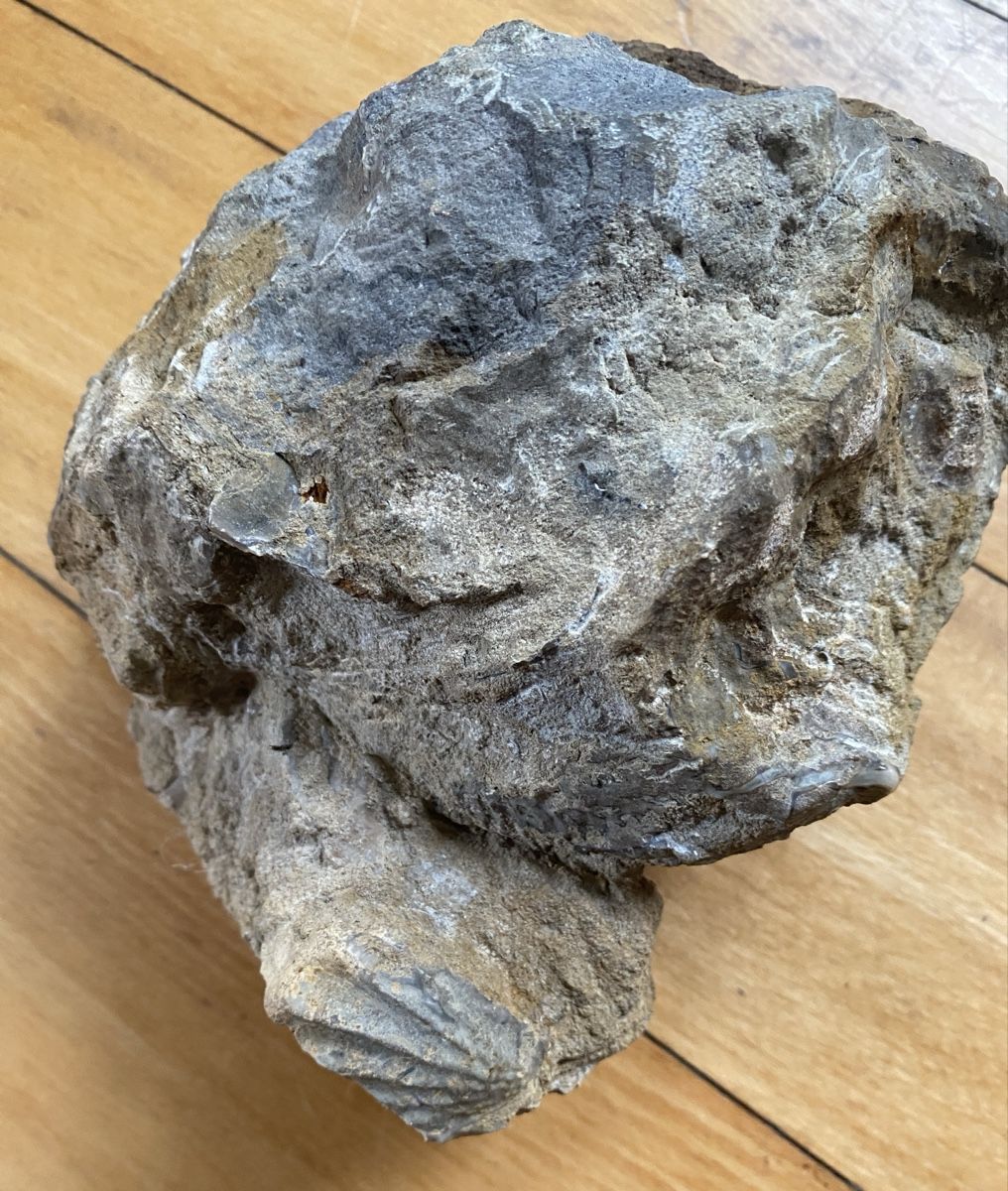 Fossili: Ammonit – Usato da Liestal venduto da Stephanoceras1 5