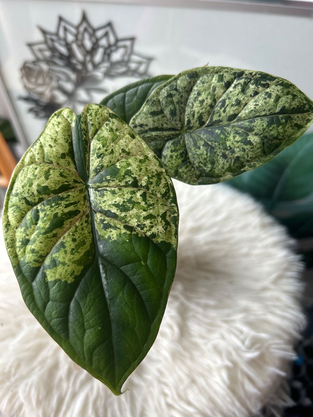 Piante & sementi: Alocasia Dragon Scale variegata Mint – Nuovo (secondo la descrizione) da Scherzingen venduto da Elefantenohr.ch 1