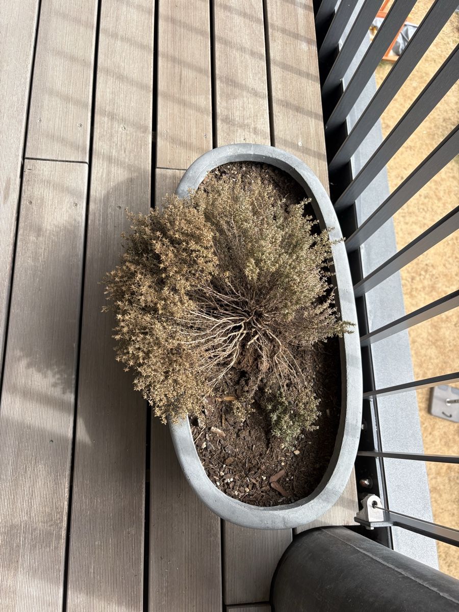 Blumentöpfe: Plant pot – Gebraucht aus La Conversion von chi_td5v 1