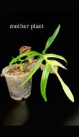 🍀 PHILODENDRON FLORIDA BEAUTY X POLYPODIOIDES „VERGRÜNT“ 🍀
