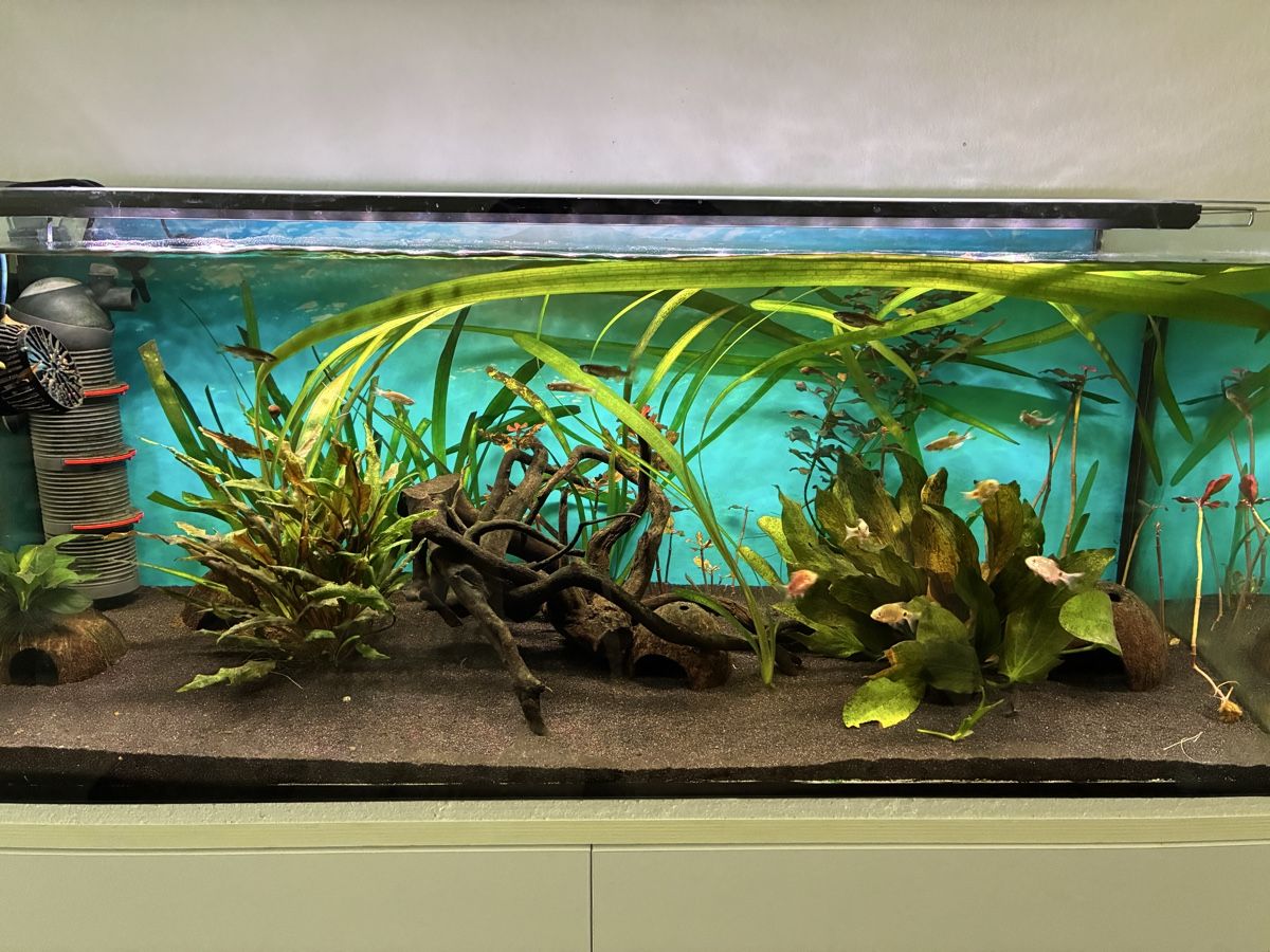 Acquari: Aquarium  160 L 6 Monate alt – Usato da Basel venduto da MuazM 1