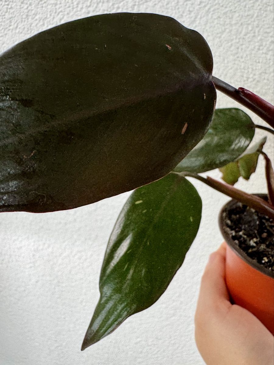 Piante & sementi: Philodendron Pink Princess 🌿 – Nuovo (secondo la descrizione) da Bülach venduto da Bloom_Witch 3