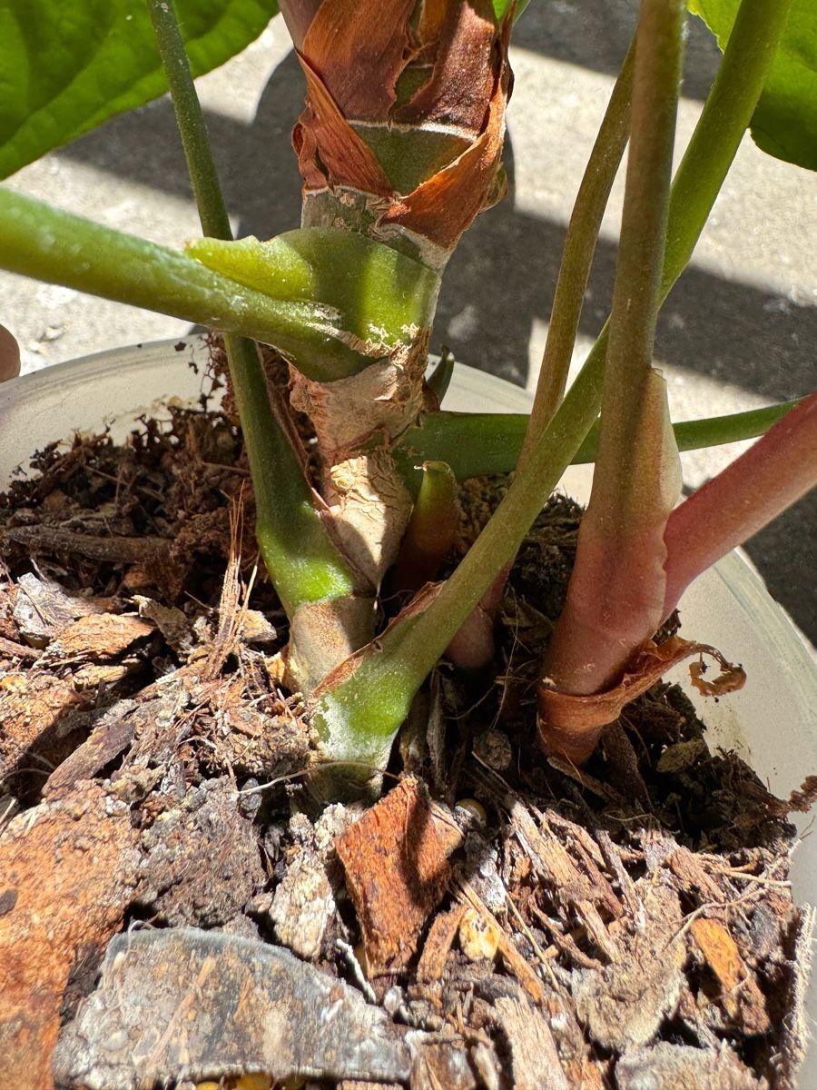 Piante & sementi: Anthurium Papi Hybrid? – Nuovo (secondo la descrizione) da Bern venduto da Lucas_Ma 4