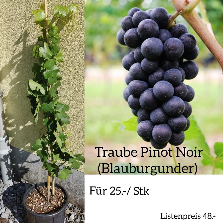 Traube / Rebe Pinot Noir Blauburgunder Kaufen auf Ricardo