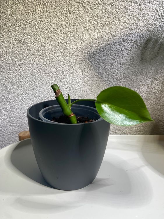 philodendron white stripes Rare Exotic Silver Stripe Philodendron 6