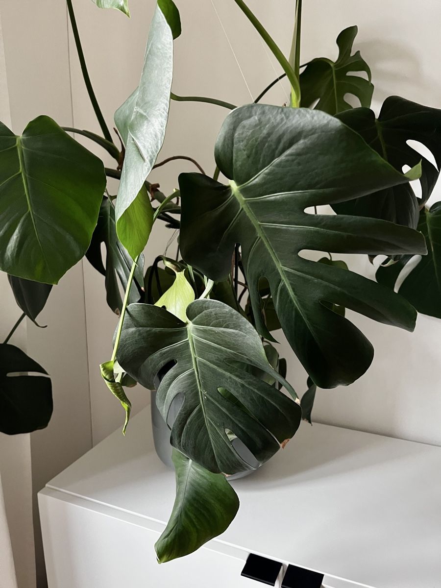 Piante & sementi: Monstera XL – Usato da Zürich venduto da eil_n85s 1