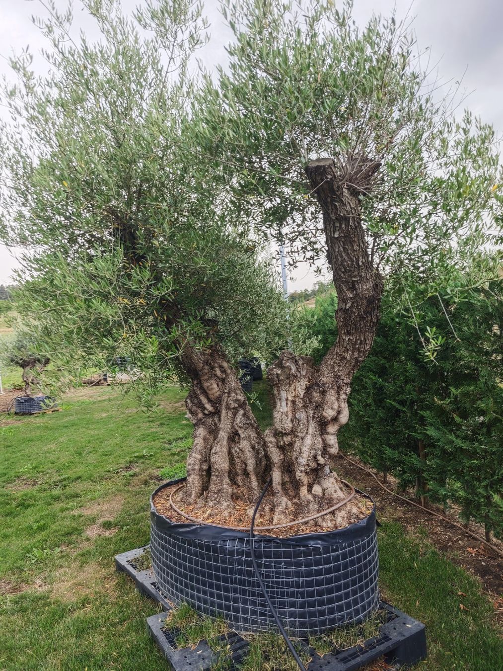 Piante & sementi: Olivenbaum zweistämmig NR1 – Nuovo e nell'imballaggio originale da Zeihen venduto da Meier_Zeihen 2