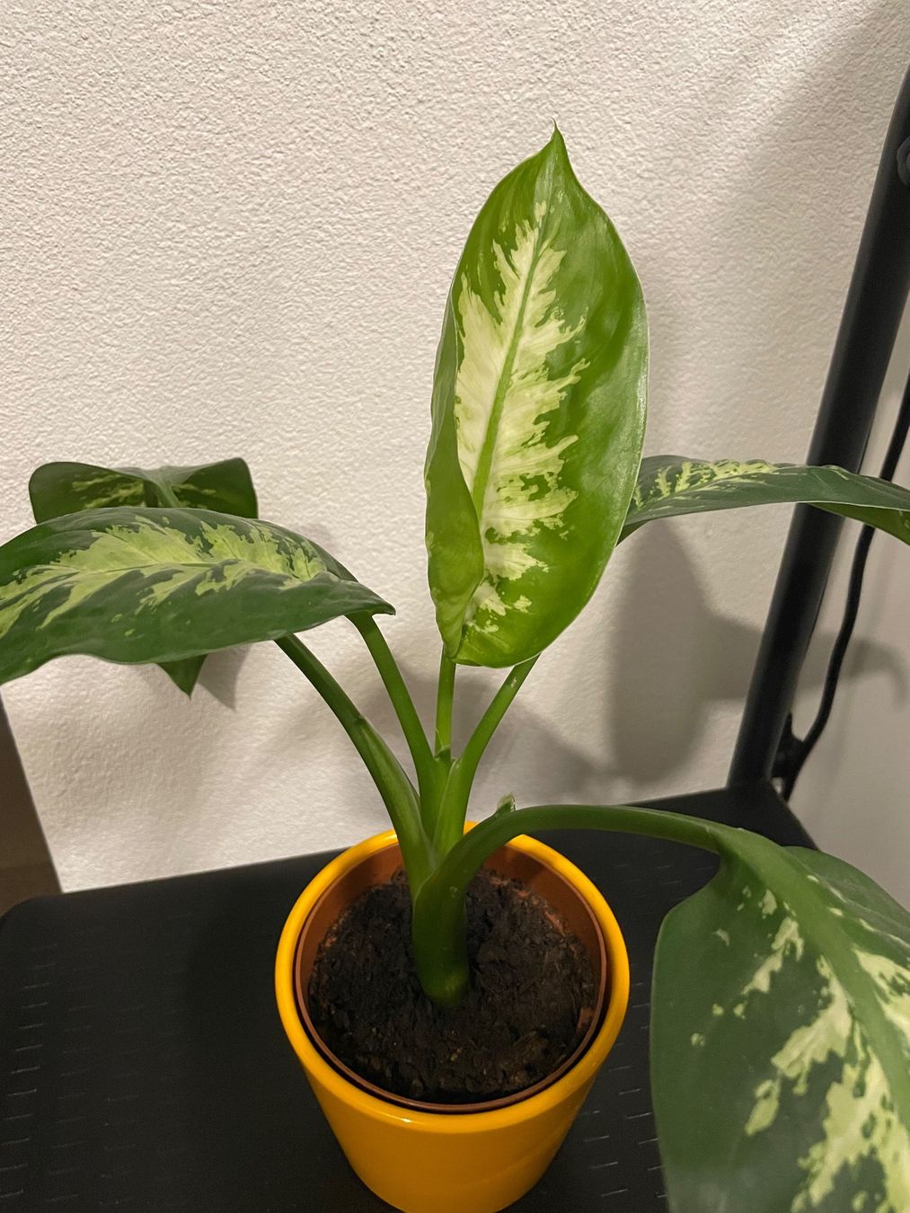 Piante & sementi: Dieffenbachia plant with nice ceramic pot – Usato da Uster venduto da momogarden 2