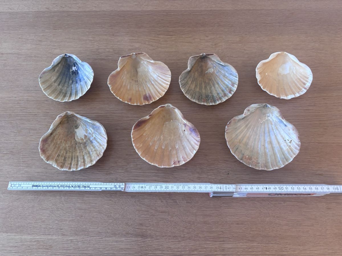 Tutte le decorazioni: Grosse Muscheln (-schalen) – Usato da Zürich venduto da barb01 1