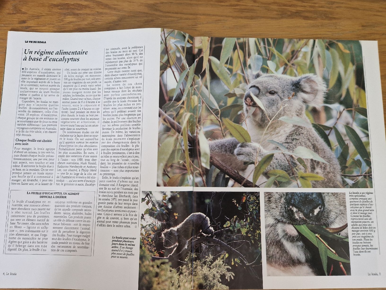 Zeitschriften & Magazine: Vie sauvage - le koala – Neu (gemäss Beschreibung) aus Villars-sur-Glâne von Agnie80 1